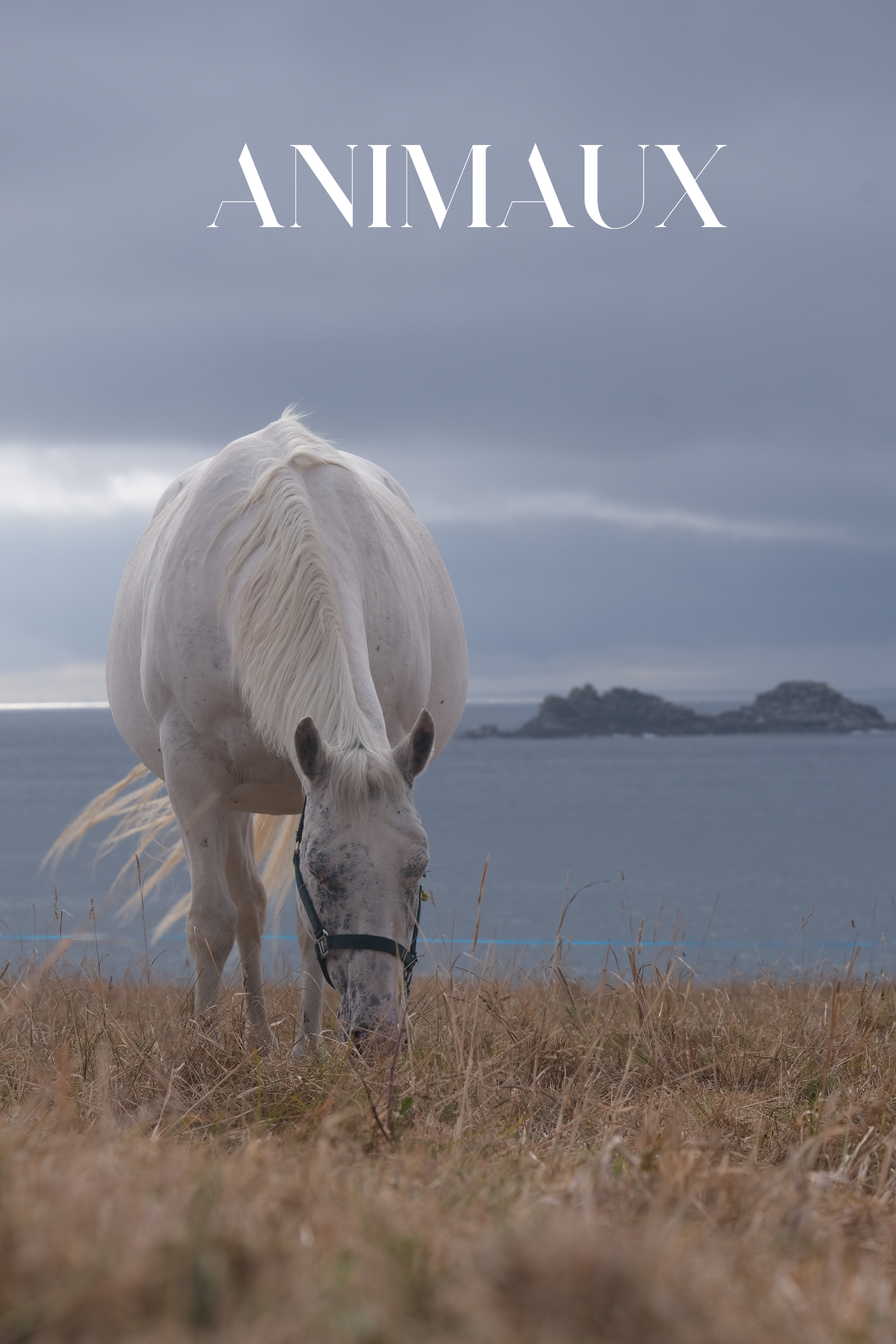 ANIMAUX