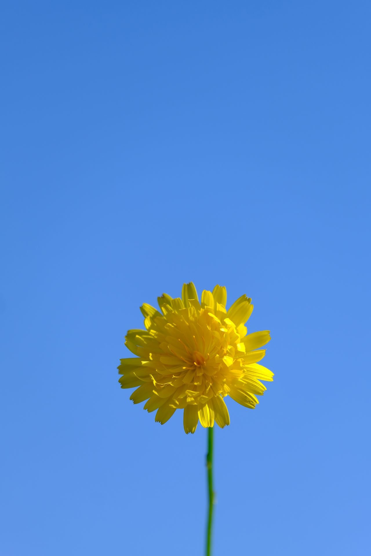 fleur
